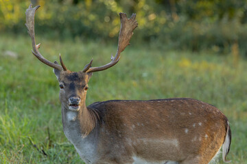 Daniel the bull (Dama dama) stands in the meadow