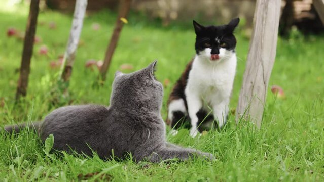 Cats laying down on the ground enjoying the shade and the sun. Cats In The Grass. Two cats laying on green grass, warm weather, summer time