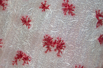 They tiny polyps of a brilliant soft coral, Dendronephthya sp., catch planktonic food as it drifts by on currents. Soft corals thrive on coral reefs where current is prevalent.