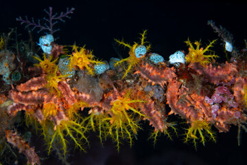 Fototapeta na wymiar Small sea cucumbers and other invertebrates cover an old sea whip on a biodiverse coral reef in Raja Ampat, Indonesia. This tropical region harbors the highest marine biodiversity on Earth.