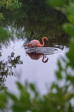 Pink flamingo resting in a lagoon in the rain on Isabela island, Galapagos archipelago