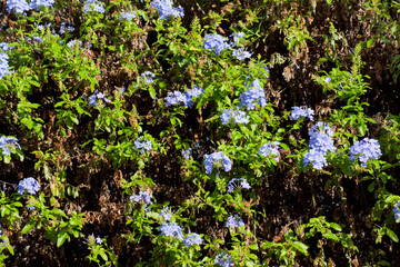 Fondo con flores de jazmín azul, hojas verdes y ramas secas.