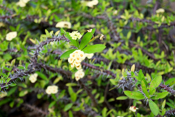 Flores amarillas de una euphorbia milii.