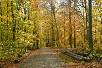 Troncs de hêtres entreposés le long du chemin sous un feuillage d'automne en forêt de Soignes à Tervuren