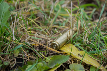 bullet casing on the grass in the forest, close-up