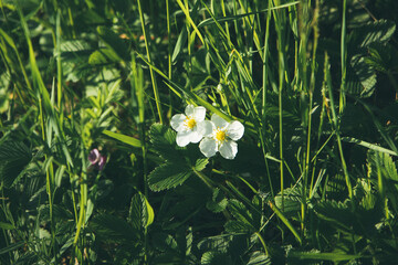 wild raspberry flowers in the meadow