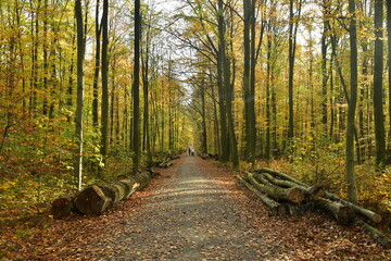Troncs de hêtres entreposés le long du chemin sous un feuillage d'automne en forêt de Soignes à Tervuren - obrazy, fototapety, plakaty