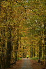 Promenade sous les feuillages brun-dorés des hêtres en automne en forêt de Soignes à Tervuren 