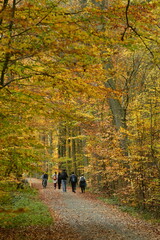 Promenade sous les feuillages brun-dorés des hêtres en automne en forêt de Soignes à Tervuren 