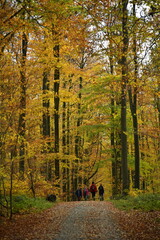 Promenade sous les feuillages brun-dorés des hêtres en automne en forêt de Soignes à Tervuren 