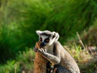 Closeup of a ring-tailed lemur hugging a wooden pole outdoor
