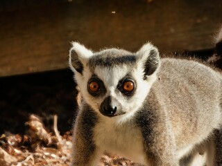 Closeup of cute ring-tailed lemur