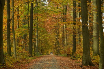 Chemin pour la promenade sous les feuillages brun-dorés des hêtres de la forêt de Soignes à...