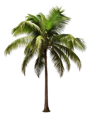 Obraz premium Palm Tree Isolated