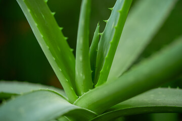 aloe vera plant, leaves, macro, bokeh