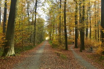 Chemin pour la promenade sous les feuillages brun-dorés des hêtres de la forêt de Soignes à Tervuren