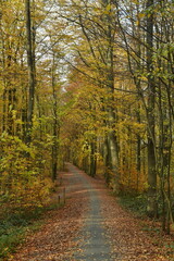 Fototapeta na wymiar Chemin pour la promenade sous les feuillages brun-dorés des hêtres de la forêt de Soignes à Tervuren