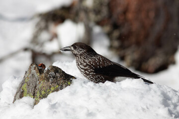 Bird in the wilderness.