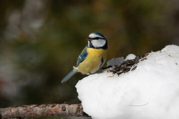Bird in the wilderness.