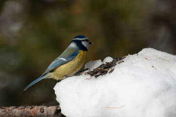 Bird in the wilderness.