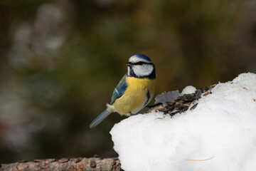 Bird in the wilderness.