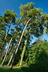 Arbres penchants à l'arboretum de Bokrijk au Limbourg 