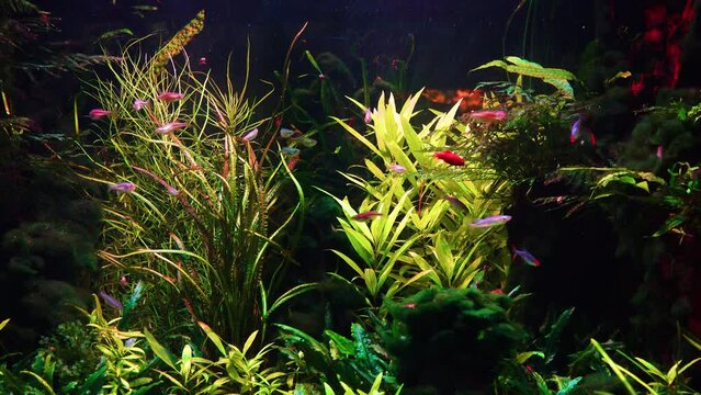 beautiful fish sarasins buntingi and cherry bard swimming in the water