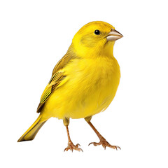 Yellow Canary Bird - obrazy, fototapety, plakaty