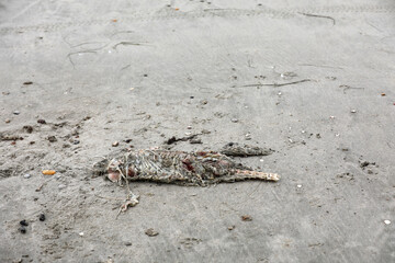 Dead animal on the beach in the sand