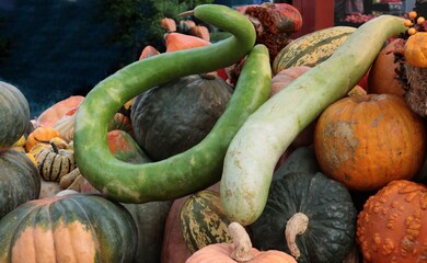 pumpkins,squash and gourds close up