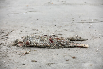 Dead animal on the beach in the sand