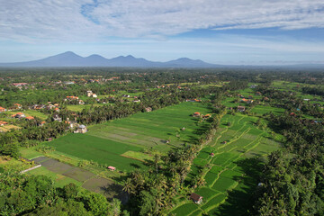 Aerial view of rice fields walk and mountains on the horizon on sunny day. Ubud, Bali, Indonesia.
