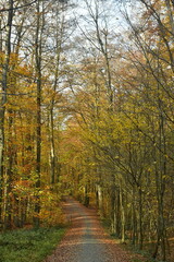 Fototapeta na wymiar Chemin entre les jeunes hêtres en automne à la forêt de Soignes à Tervuren 