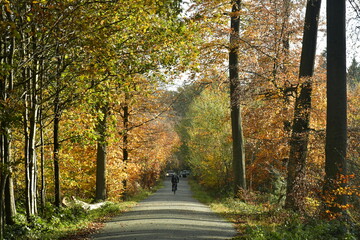 Chemin entre les jeunes hêtres en automne à la forêt de Soignes à Tervuren  - obrazy, fototapety, plakaty