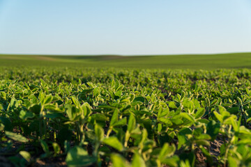 Sprouts of a soybean soybean plant. Soybean growth in farm. Agricultural landscape