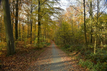 Chemin entre les jeunes hêtres en automne à la forêt de Soignes à Tervuren 
