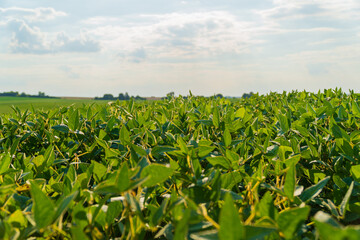 Fototapeta na wymiar Green ripening soybean field. Rows of soy plants on an agricultural plantation