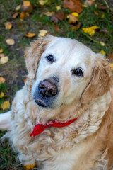 Happy Golden Retriever Dog. Golden Retriever Portrait