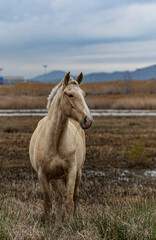 Brown wild horse grazing in a natural park near an airport