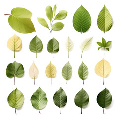 Collection of various leaves on transparent background PNG.