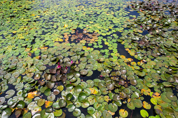 Lotus Logoon on sunny day. Candidasa, Bali, Indonesia.