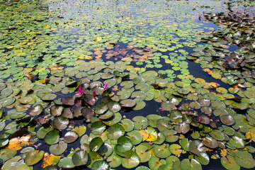View of lotuses in Lotus Logoon on sunny day. Candidasa, Bali, Indonesia.
