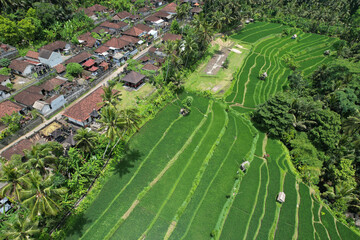 Aerial view of rice fields and traditional Balinese village on sunny day. Manggis, Bali, Indonesia.