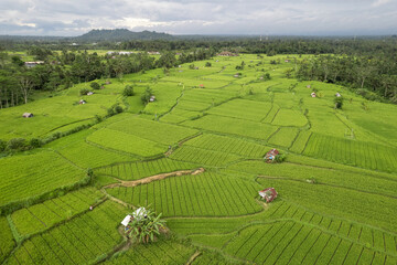 Aerial view of rice fields nearby Goa Giri Campuhan waterfall on cloudy day. Tembuku, Bali, Indonesia.