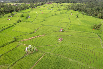 Drone view of rice fields nearby Goa Giri Campuhan waterfall on cloudy day. Tembuku, Bali, Indonesia.