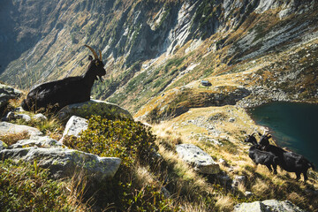 Bergziegen in den Alpen