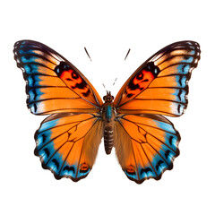 Beautiful rare butterfly on transparent background PNG