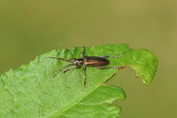 Close up of the leaf beetle Donacia clavipes. Subfamily Donaciinae. Family Chrysomelidae. On a leaf. Spring, May. Dutch garden.	