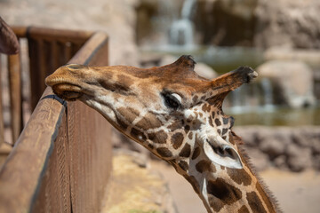 Close-up portrait of a giraffe (Giraffa camelopardalis) on a sunlit summer day. Fuerteventura, Canary Islands, Spain.