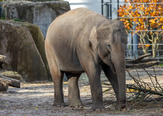 Naklejka premium Elephas maximus indicus, Asian Elephant
